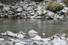 Hymenolaimus malacorhynchos