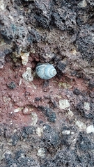 Austrolittorina cincta