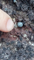 Austrolittorina cincta