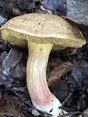 Xerocomellus chrysenteron