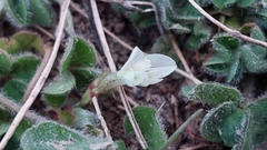Trifolium subterraneum