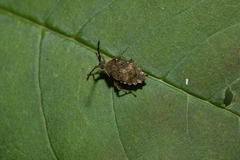 Rhopalus sapporensis