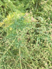 Thalictrum minus