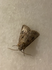 Agrotis