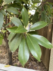 Photinia serratifolia