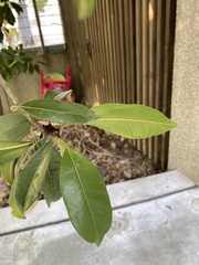 Photinia serratifolia
