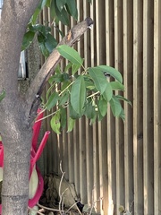 Photinia serratifolia