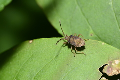 Rhopalus sapporensis