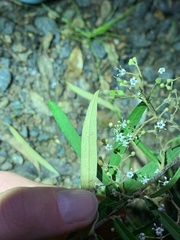 Astrotricha longifolia