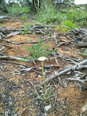 Polycalymma stuartii