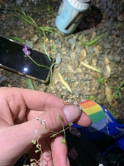 Astrotricha longifolia