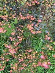 Dodonaea viscosa cuneata