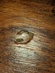 Nassarius jonasii