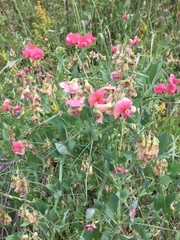 Lathyrus