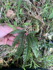 Adiantum hispidulum