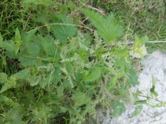 Urtica incisa