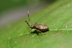 Rhopalus sapporensis