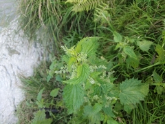 Urtica incisa