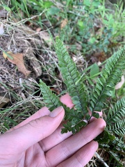 Adiantum hispidulum
