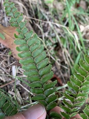 Adiantum hispidulum