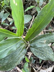 Zingiber kawagoii