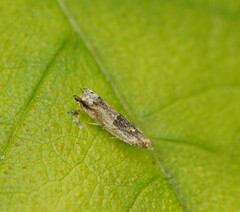 Crocidosema plebejana
