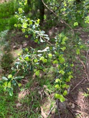 Dodonaea viscosa cuneata
