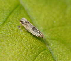 Crocidosema plebejana