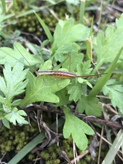 Conocephalus japonicus