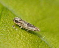 Crocidosema plebejana