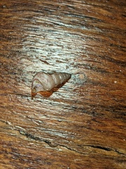 Leiopyrga lineolaris