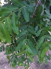 Terminalia arjuna