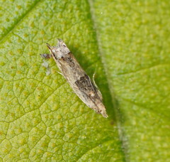 Crocidosema plebejana