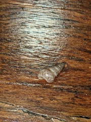 Leiopyrga lineolaris