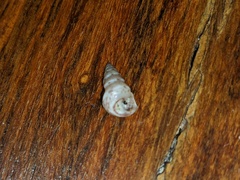 Leiopyrga lineolaris