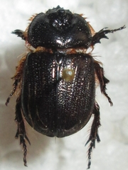Syrichthodontus cribratus