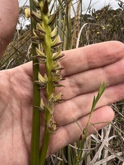 Prasophyllum elatum