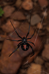 Latrodectus hasselti