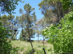 Pinus pinea