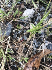 Euconocephalus varius