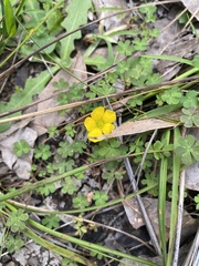 Oxalis perennans