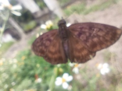 Anastrus sempiternus sempiternus