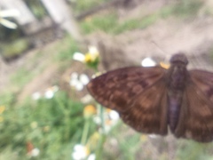 Anastrus sempiternus sempiternus