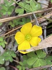 Oxalis perennans