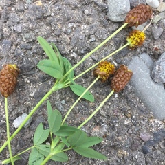 Trifolium spadiceum