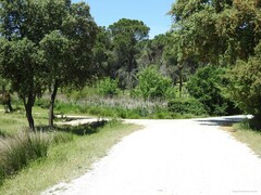 Pinus pinea