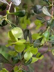 Dodonaea viscosa cuneata