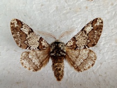 Biston strataria