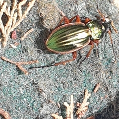 Carabus auratus