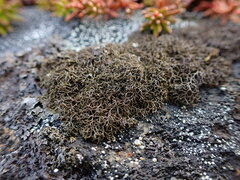 Pseudephebe pubescens